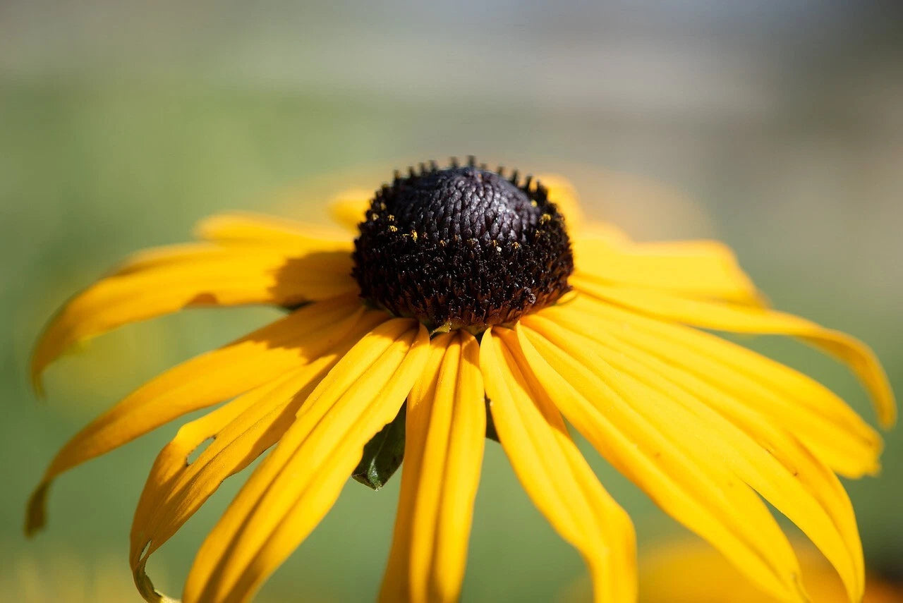 Black Eyed Susan Flower Seeds Biennial Bee Butterfly garden - Shipping – Heirloom, Non-GMO, High Germination Organic Garden Seeds