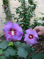Rose Moon Rare Rose of Sharon Hybrid Seeds – Heirloom, Non-GMO