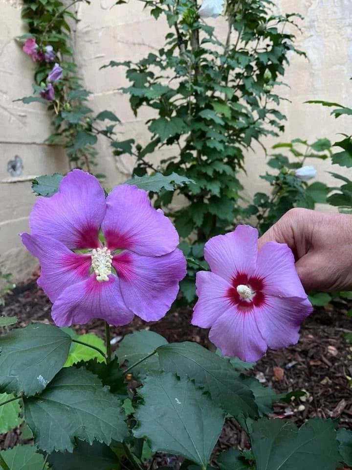 Rose Moon Rare Rose of Sharon Hybrid Seeds – Heirloom, Non-GMO
