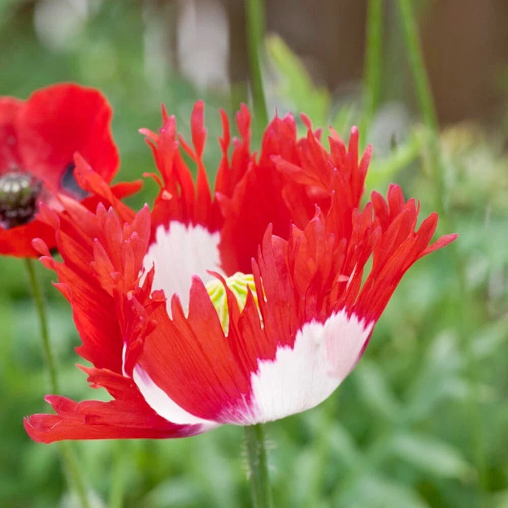 Danish Flag Poppy Seeds P Somniferum Red and White Cross Blooms – Heirloom, Non-GMO, High Germination Organic Garden Seeds