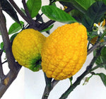 Citron Seeds - Citrus medica - Fragrant Evergreen Fruit Tree Etrog Lemon TCM heirloom non-gmo seeds