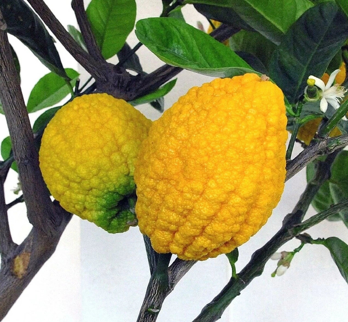 Citron Seeds - Citrus medica - Fragrant Evergreen Fruit Tree Etrog Lemon TCM heirloom non-gmo seeds