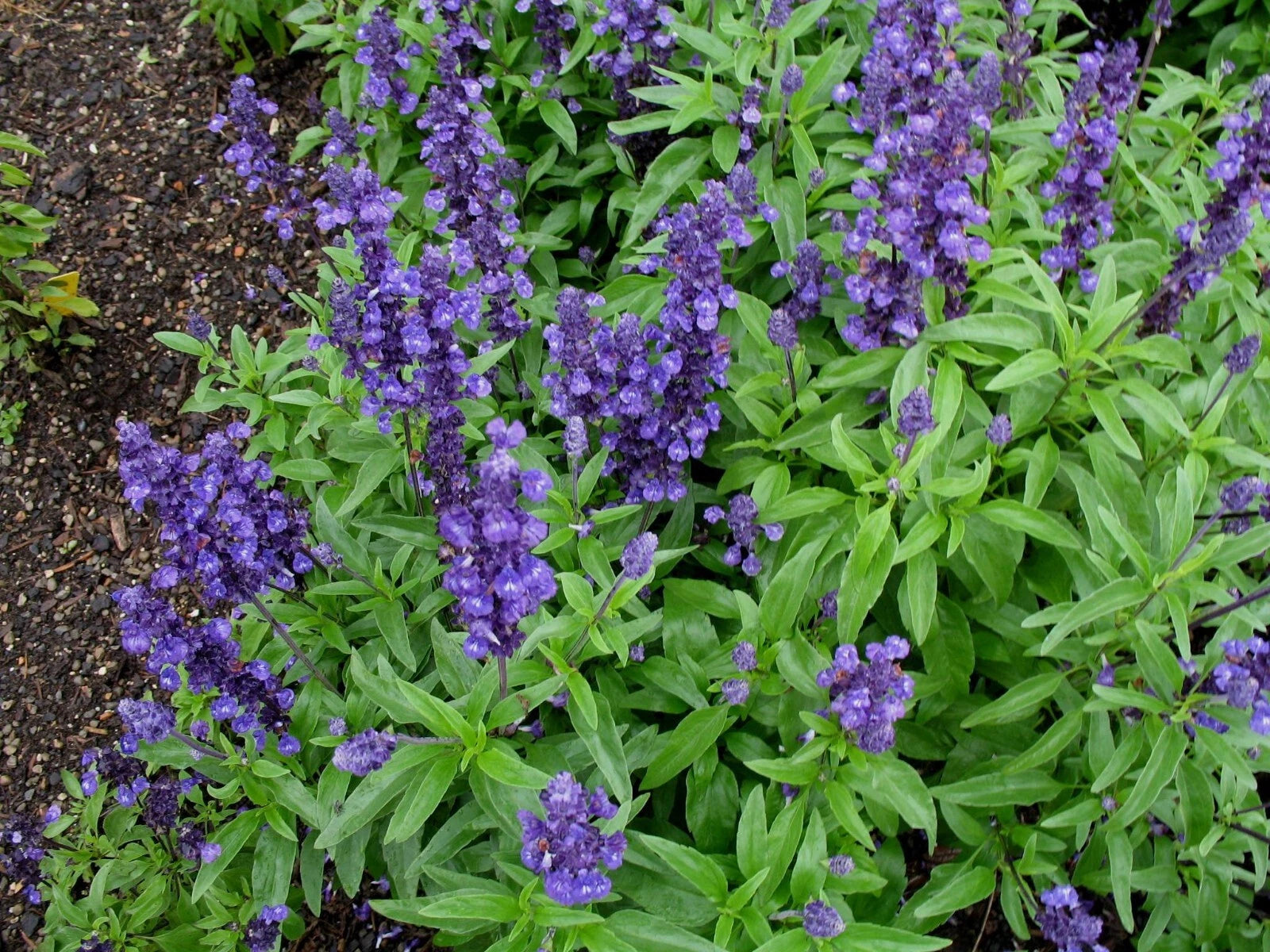 Sage Seeds Repels Mosquito Deer Herb Autumn Perennial heirloom non-gmo seeds
