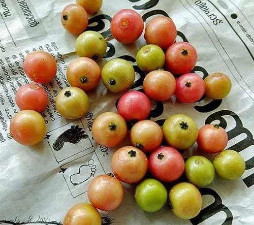 Muntingia calabura Jamaican Cherry Panama Berry Seeds – Heirloom, Non-GMO, High Germination Organic Garden Seeds