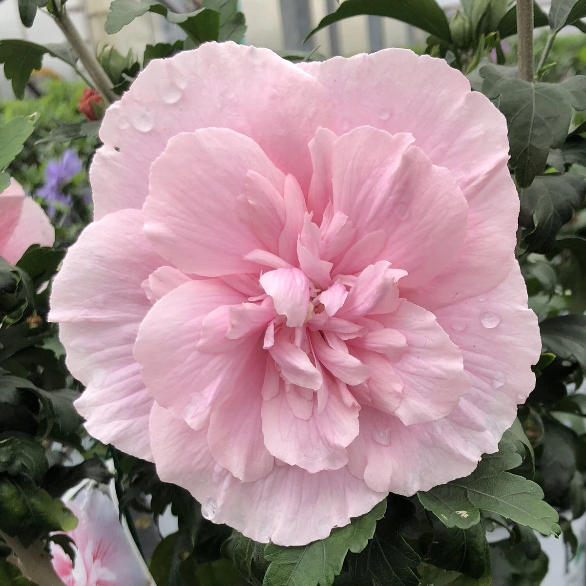 Pink Chiffon Rose of Sharon Seeds Hibiscus syriacus – Heirloom, Non-GMO, High Germination Organic Garden Seeds