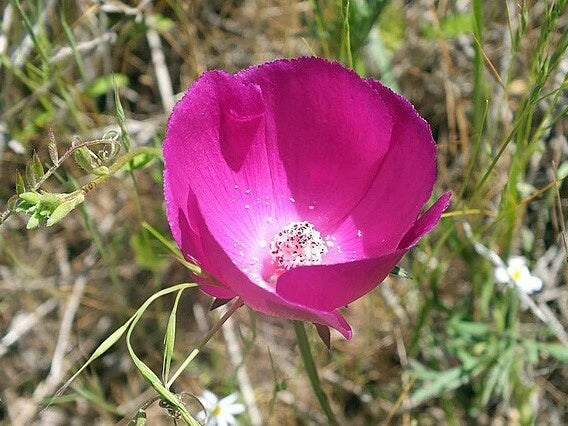 Callirhoe involucrata Purple Poppy Mallow Seeds – Heirloom, Non-GMO, High Germination Organic Garden Seeds
