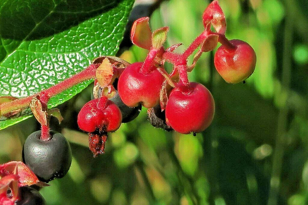 SALAL SEEDS GAULTHERIA SHALON HARDY EVERGREEN SHRUB EDIBLE BERRIES – Heirloom, Non-GMO, High Germination Organic Garden Seeds
