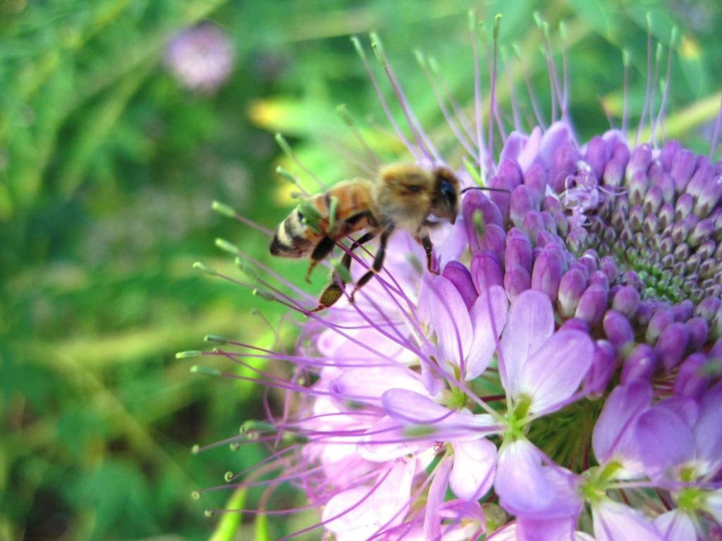 Rocky Mountain BEE PLANT Seeds Native Wildflower Flower Garden Pollinators – Heirloom, Non-GMO, High Germination Organic Garden Seeds