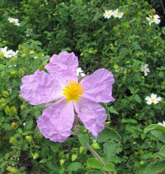 Cistus creticus Cretan Rockrose Seeds – Heirloom, Non-GMO, High Germination Organic Garden Seeds