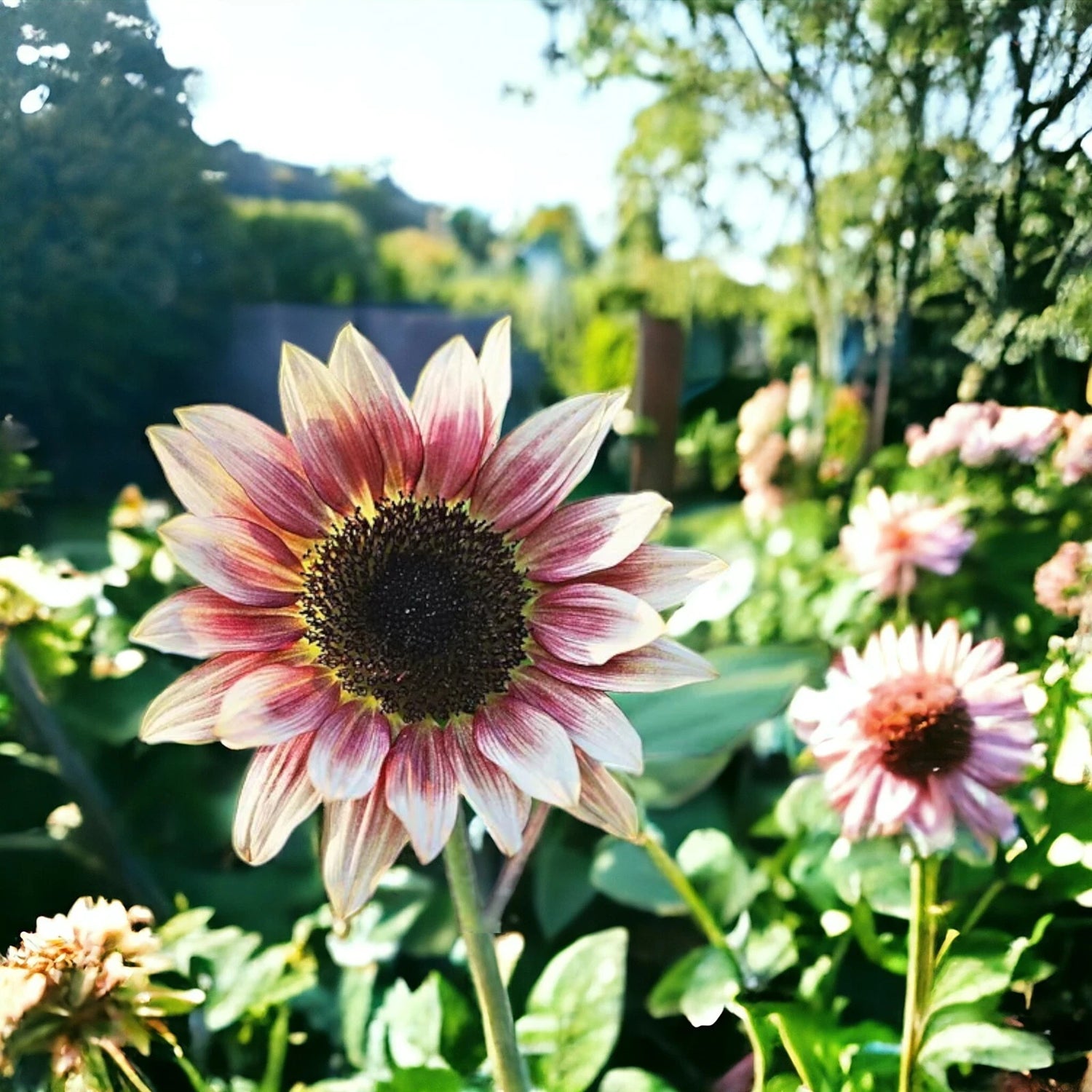 PCS Strawberry Blonde Hybrid Sunflower Seeds Variety Seeds – Heirloom, Non-GMO, High Germination Organic Garden Seeds
