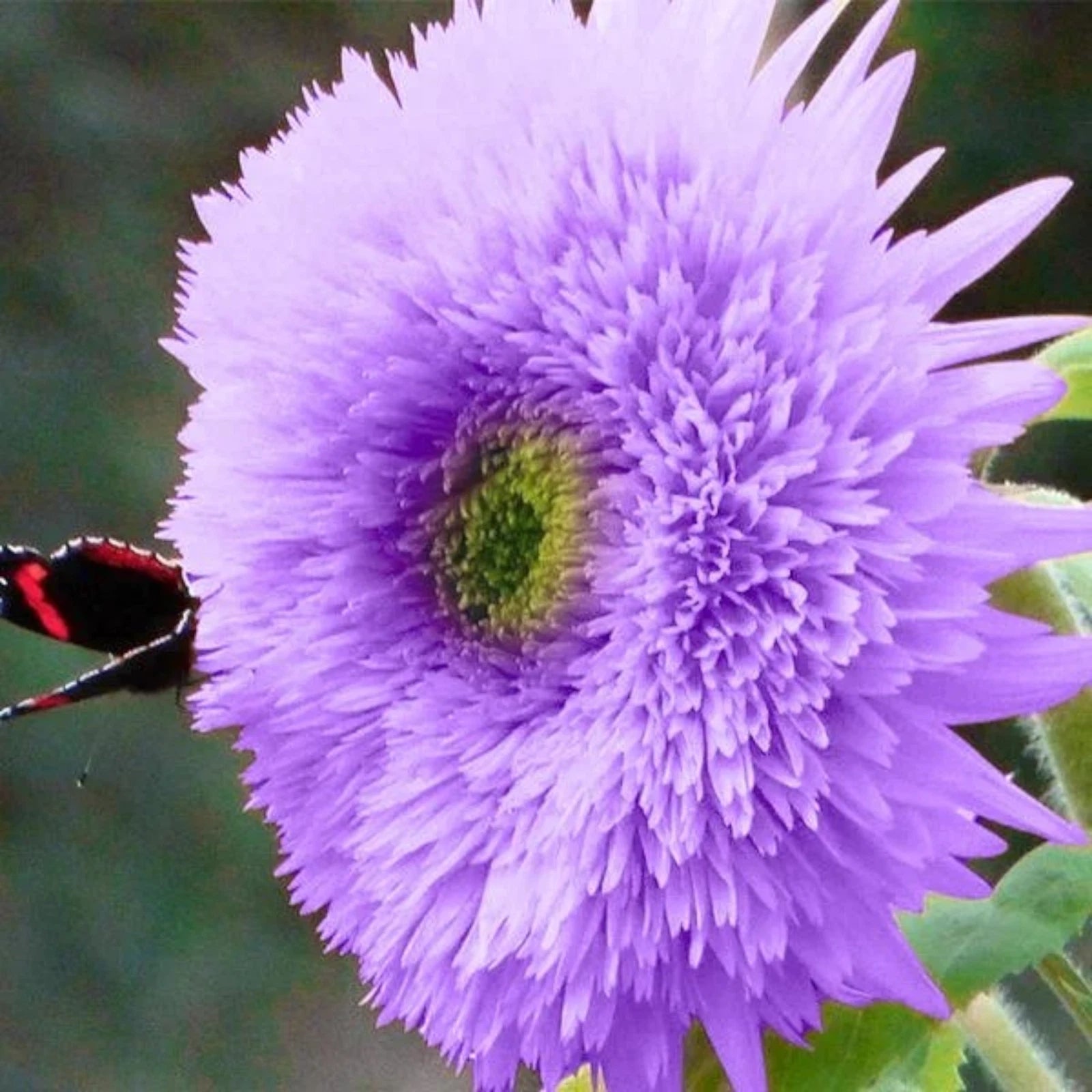 Rare Purple Teddy Bear Sunflower Seeds for Planting Helianthus annuus heirloom non-gmo seeds
