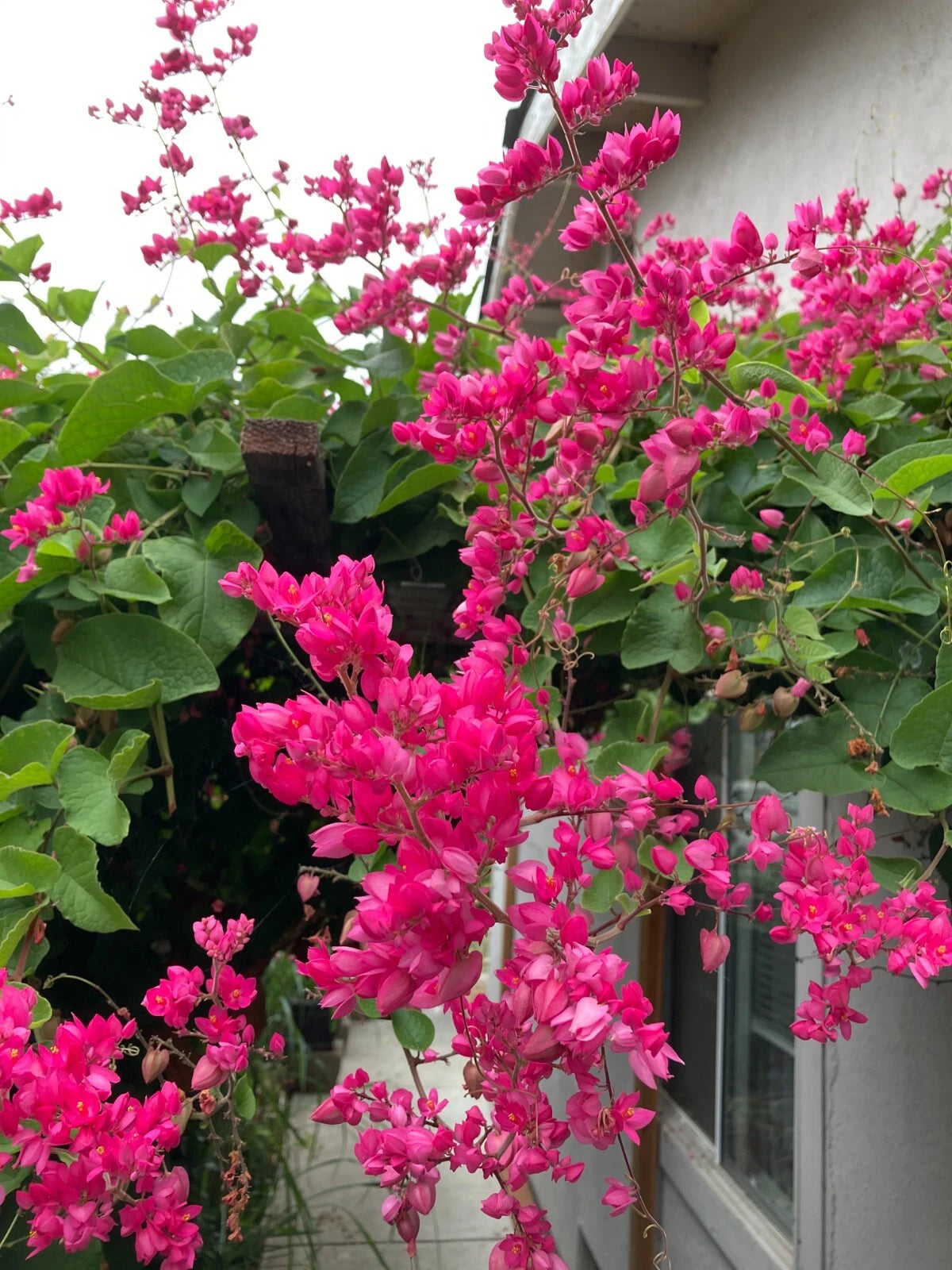 Antigonon Leptopus Queen s Wreath Coral Vine Chain Of Love hoa tigon seed Seeds – Heirloom, Non-GMO, High Germination Organic Garden Seeds