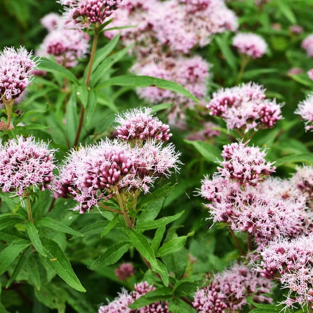 Common Valerian Seeds Valeriana officinalis Medicinal Herb Genuine heirloom non-GMO seeds