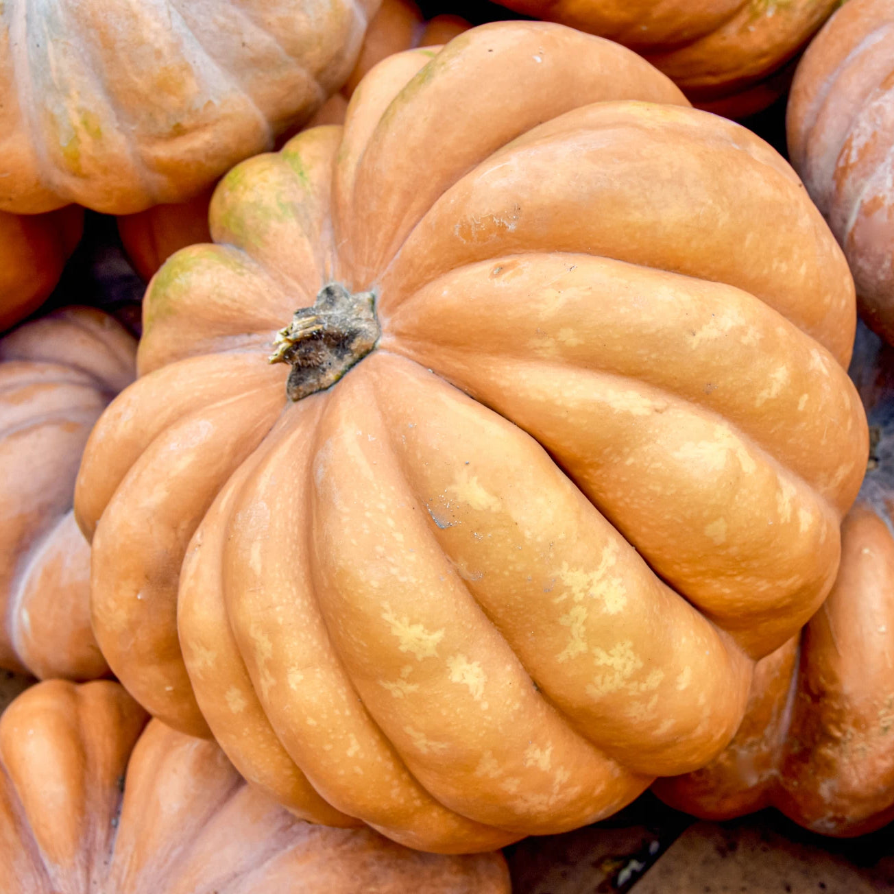 Long Island Cheese Pumpkin Squash Seeds Genuine heirloom non-gmo seeds
