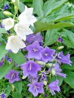 PEACH LEAF BELLFLOWER SEEDS BLUE AND WHITE MIX campanula persicifolia heirloom non-gmo seeds