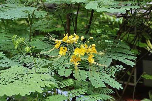 Caesalpinia pulcherrima Yellow Mexican Bird of Paradise Seeds – Heirloom, Non-GMO, High Germination Organic Garden Seeds