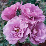 Angel Face Floribunda Perennial Rose Seeds heirloom non-GMO seeds