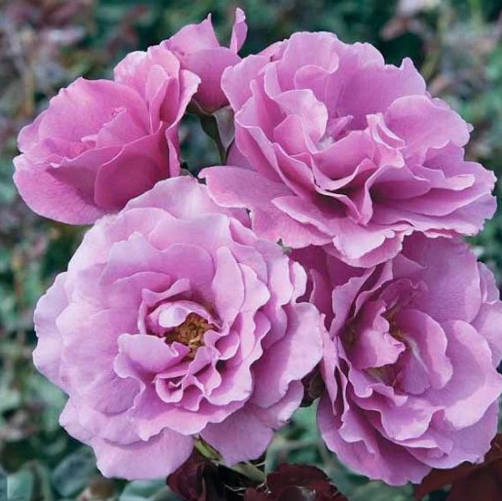 Angel Face Floribunda Perennial Rose Seeds heirloom non-GMO seeds