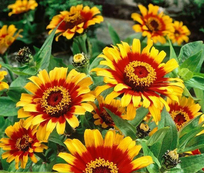 Sombrero Zinnia Seeds Garden Sombrero Mexican Daisy Zinnias Flower Seed – Heirloom, Non-GMO, High Germination Organic Garden Seeds