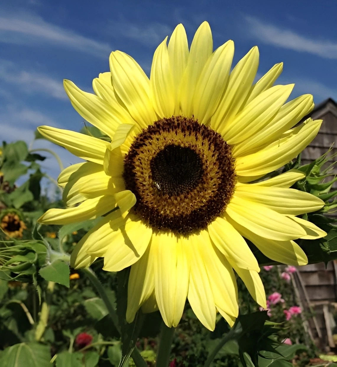 Lemon Queen Sunflower Seeds Beautiful Stunning Yellow Blooms – Heirloom, Non-GMO, High Germination Organic Garden Seeds