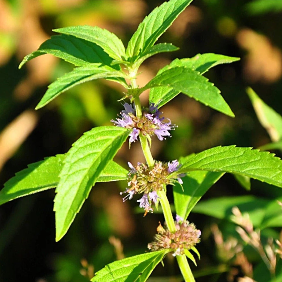 Mint Wild Corn Mint seeds - Herb Mentha arvensis - Aromatic and Re – Heirloom, Non-GMO, High Germination Organic Garden Seeds