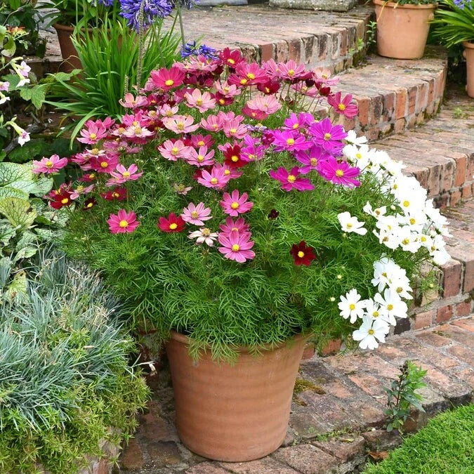 Cosmos Bipinnatus Sensation Dwarf Seed Mix- - Seeds – Heirloom, Non-GMO, High Germination Organic Garden Seeds