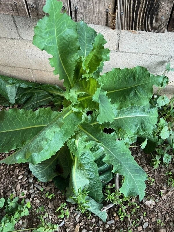 Wild Lettuce Seeds Lactuca serriola Prickly Opium Lettuce Medicinal Herb – Heirloom, Non-GMO, High Germination Organic Garden Seeds