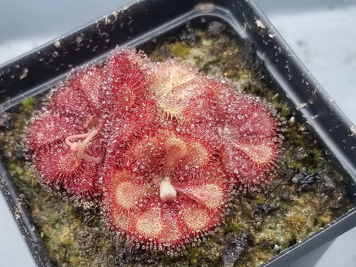 Drosera natalensis Seeds - Carnivorous Sundew Plant - Super easy to grow heirloom non-gmo seeds