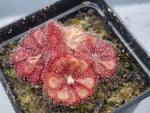 Drosera natalensis Seeds - Carnivorous Sundew Plant - Super easy to grow heirloom non-gmo seeds