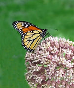 Common Milkweed Seeds Attract Monarch Butterflies heirloom non-gmo seeds