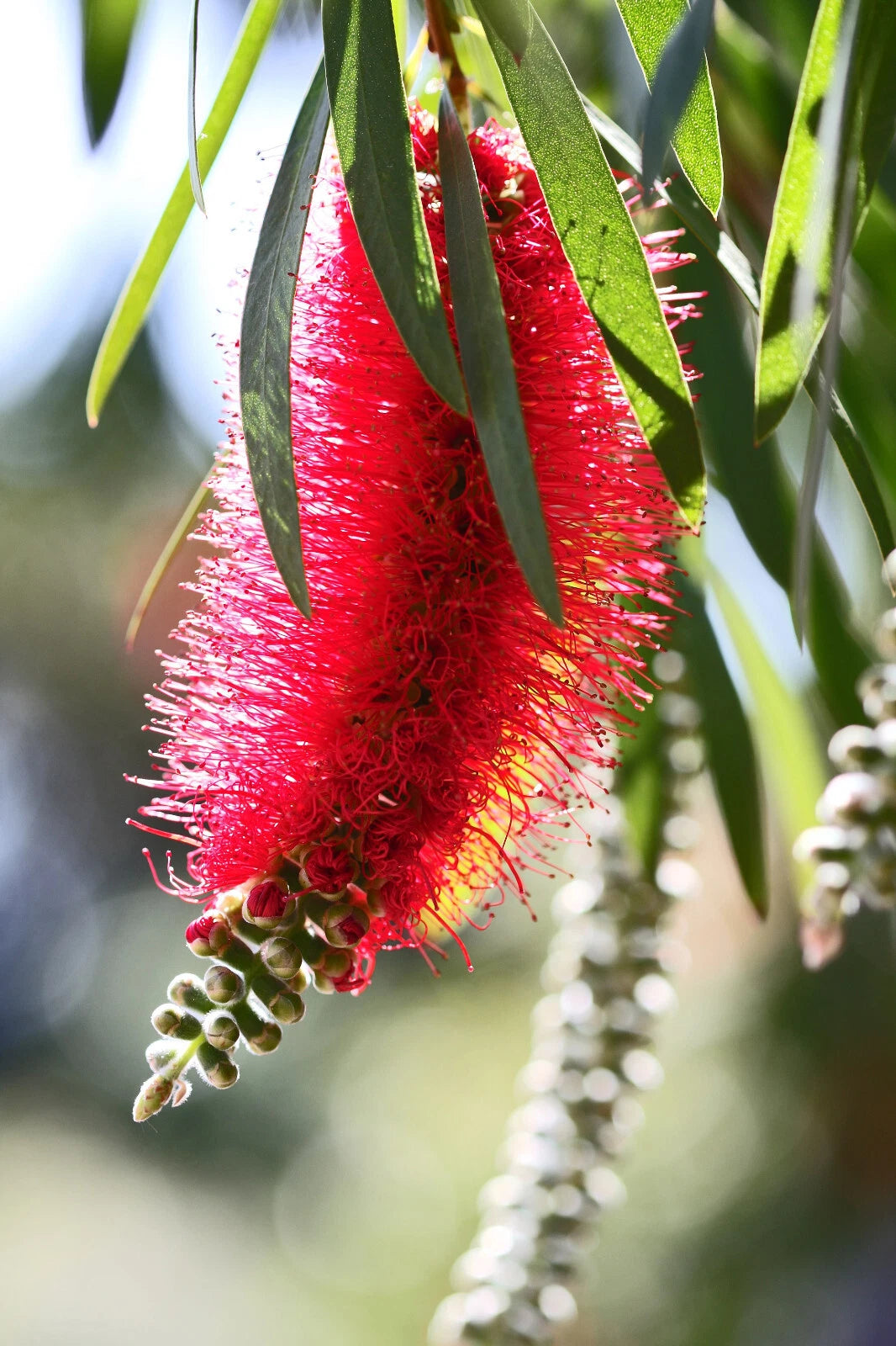 Crimson Bottle Brush Red Flowering Tree Seeds Callistemon citrinus Seeds – Heirloom, Non-GMO, High Germination Organic Garden Seeds