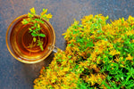 ST JOHNS WART HERB SEEDS HYPERICUM PERFORATUM EZ TO GROW BULK SEEDS heirloom non-gmo seeds