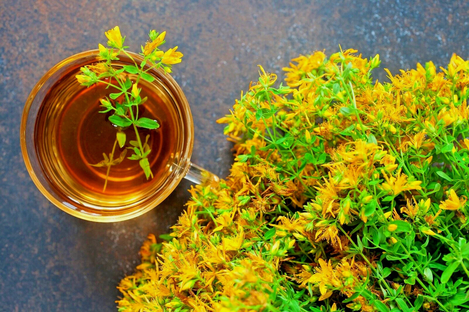 ST JOHNS WART HERB SEEDS HYPERICUM PERFORATUM EZ TO GROW BULK SEEDS heirloom non-gmo seeds