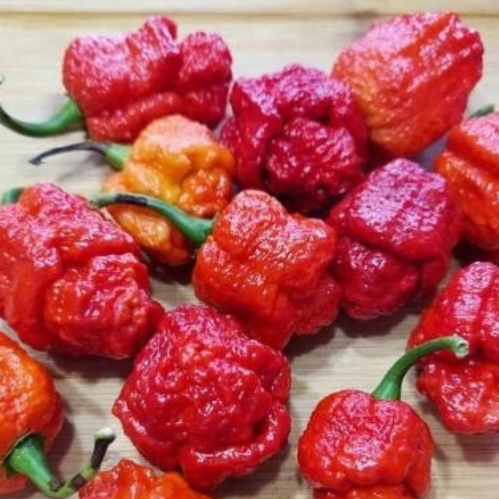 TRINIDAD MORUGA SCORPION CHILI PEPPER SEED SHIPPING heirloom non-GMO seeds