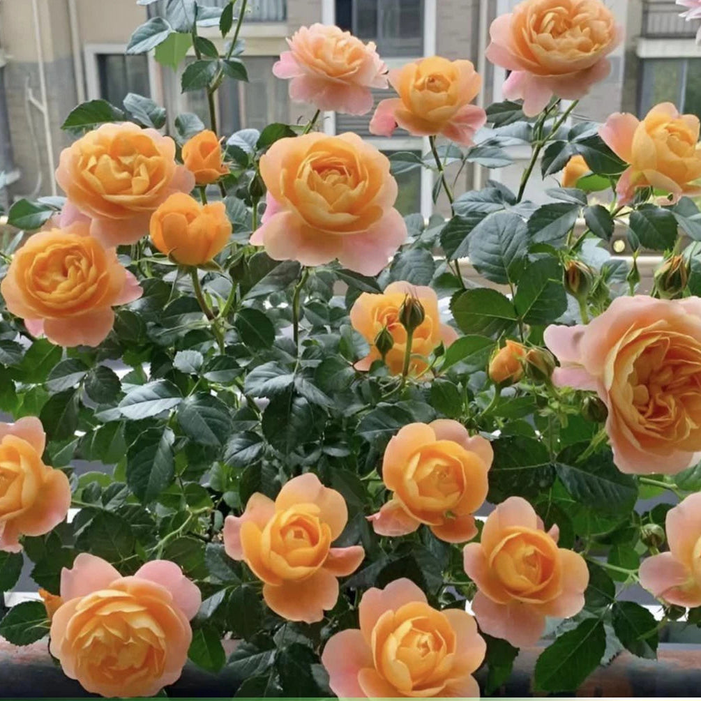 Juicy Terrazza Perennial Rose Seeds heirloom non-gmo seeds