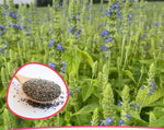 Chia Seeds Flower Gardening Herb Chia Pet Seed Sprouting Chia Seed heirloom non-gmo seeds