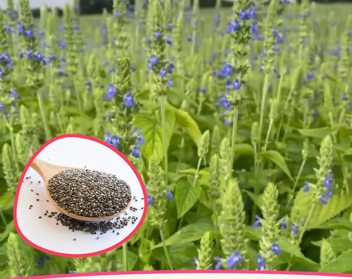 Chia Seeds Flower Gardening Herb Chia Pet Seed Sprouting Chia Seed heirloom non-gmo seeds