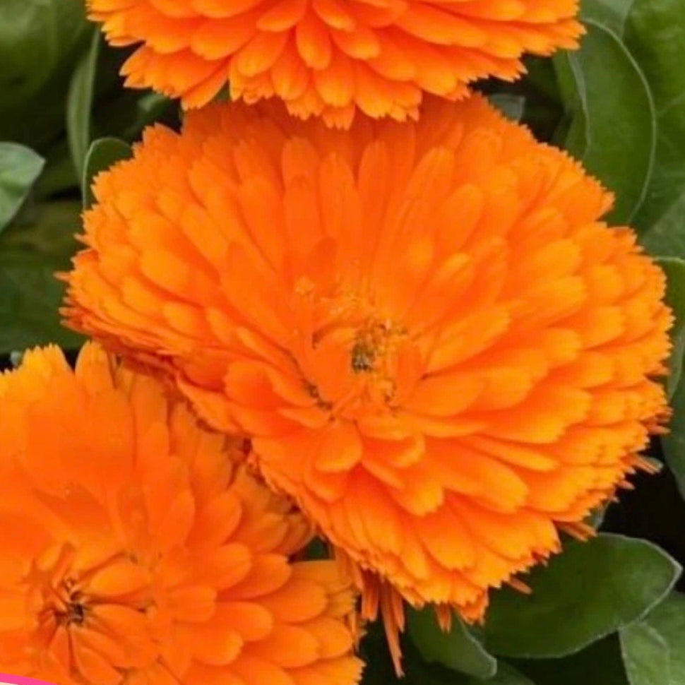 Orange Calendula Seeds Flower Gardening for Pollinator Bees & Butterflies – Heirloom, Non-GMO, High Germination Organic Garden Seeds