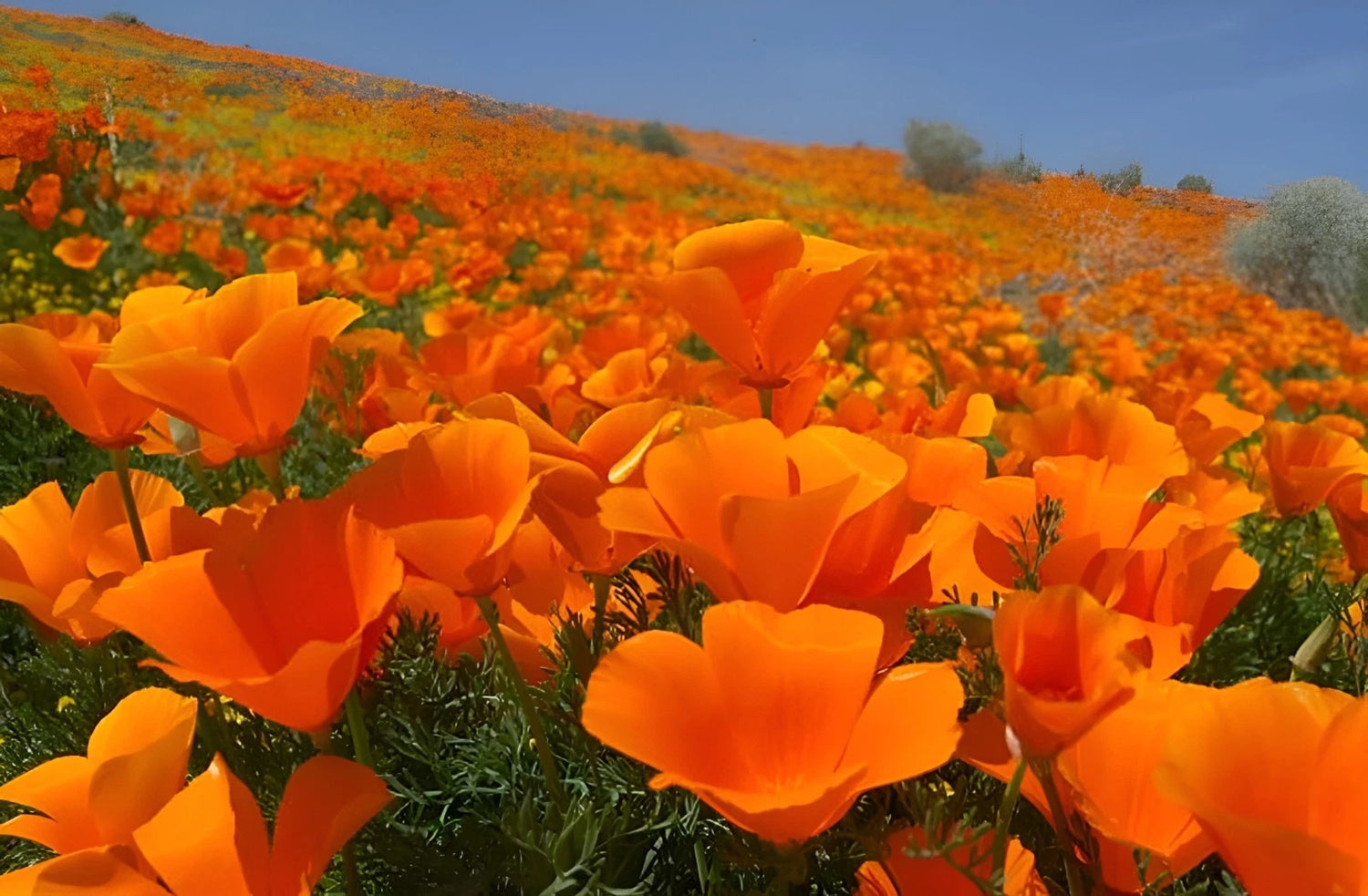 California Poppy Seeds Eschscholzia californica Stunning Orange Wildflower Seeds – Heirloom, Non-GMO, High Germination Organic Garden Seeds