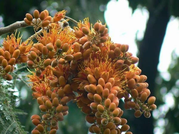 Colvillea racemosa Colville s Glory Tree Whip Tree Seeds – Heirloom, Non-GMO, High Germination Organic Garden Seeds