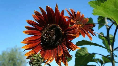 VELVET QUEEN TALL Sunflower Seeds Red & Orange Flower – Heirloom, Non-GMO, High Germination Organic Garden Seeds