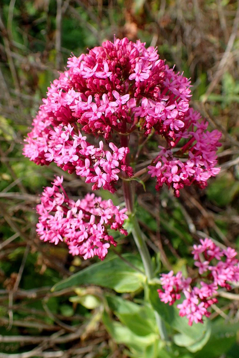 RED VALERIAN SEEDS CENTRANTHUS RUBER JUPITERS BEARD KISS ME QUICK PINK – Heirloom, Non-GMO, High Germination Organic Garden Seeds