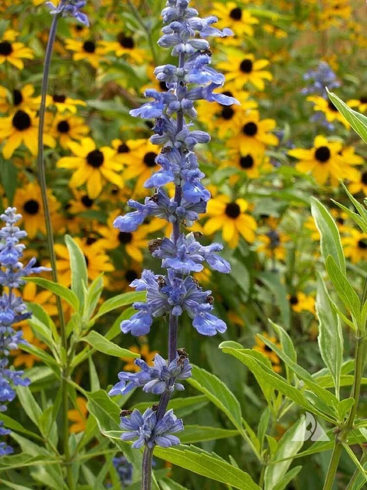 Blue Bedder Sage Flower Seeds Salvia Farinacea – Heirloom, Non-GMO, High Germination Organic Garden Seeds