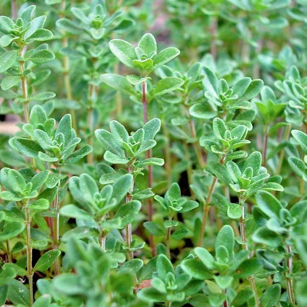 COMMON THYME Seeds English German Perennial Herb Garden Container heirloom non-gmo seeds