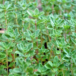 COMMON THYME Seeds English German Perennial Herb Garden Container heirloom non-gmo seeds