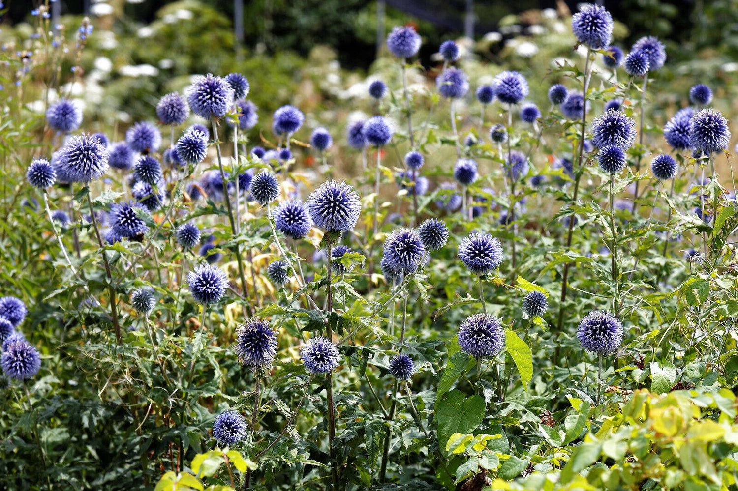 Ritro Echinops Seed