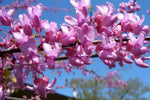 Eastern Red Bud Cercis Canadensis Tree Seeds heirloom non-gmo seeds