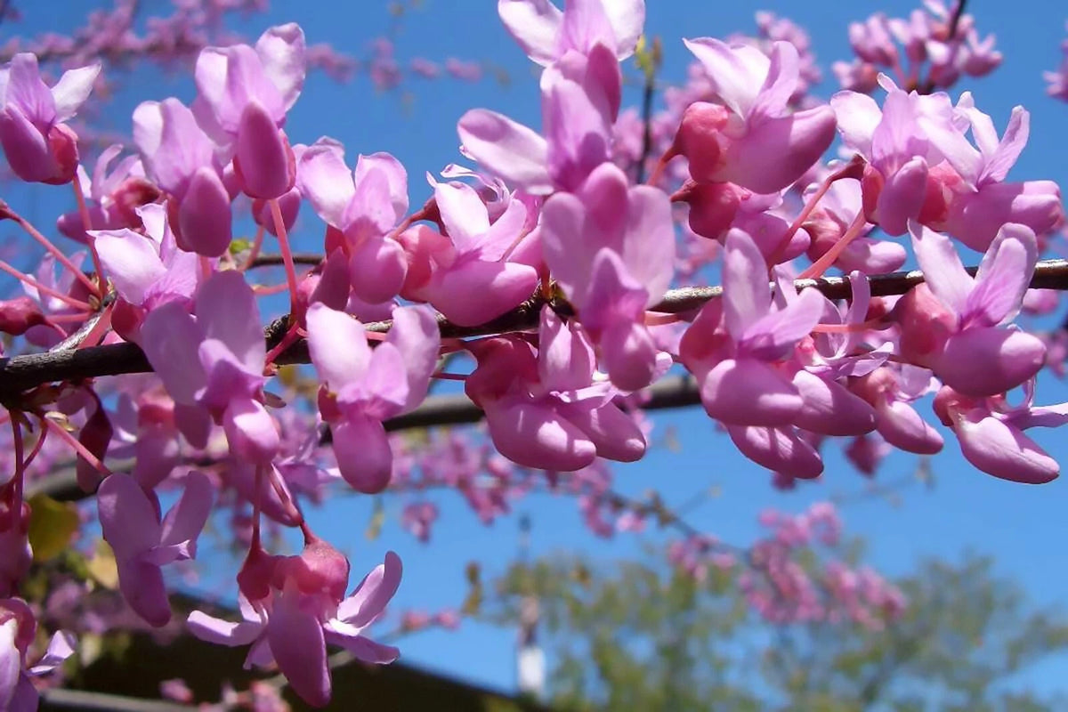 Eastern Red Bud Cercis Canadensis Tree Seeds heirloom non-gmo seeds