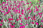 Rose Campion Seeds Lychnis Coronaria Seeds PINKS shipping heirloom non-gmo seeds