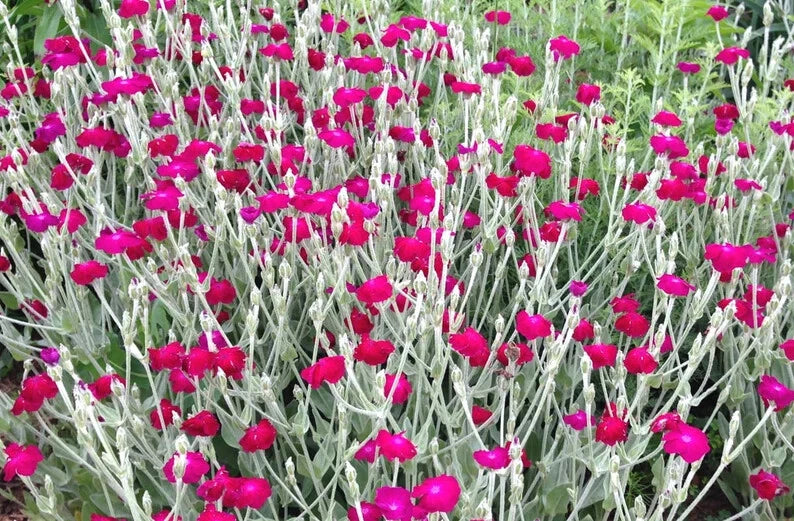 Rose Campion Seeds Lychnis Coronaria Seeds PINKS shipping heirloom non-gmo seeds